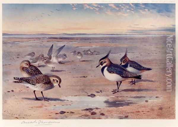 Lapwing and Golden Plover Oil Painting - Archibald Thorburn