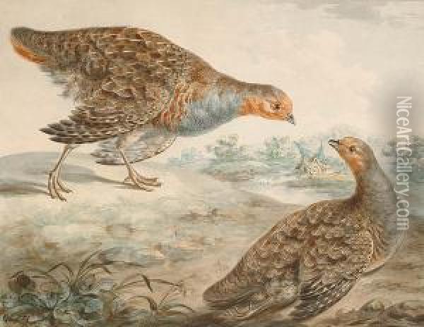 A Pair Of English Greyleg Partridges In A Landscape Oil Painting - Peter Paillou