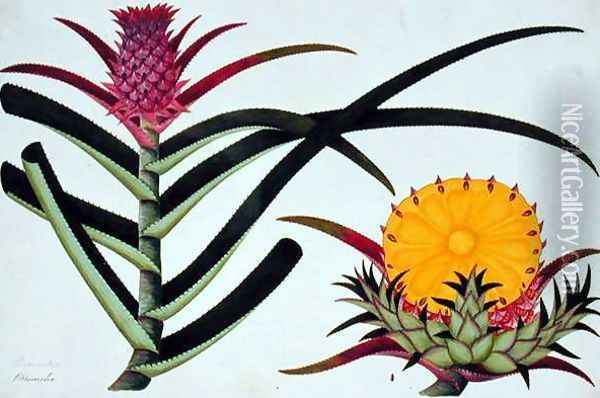 Pineapple or Bromelia, from 'Drawings of Plants from Malacca', c.1805-18 Oil Painting - Anonymous Artist