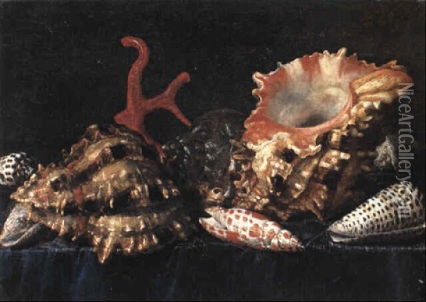 Exotic Shells And Coral On A Draped Table Oil Painting - Jacques Linard