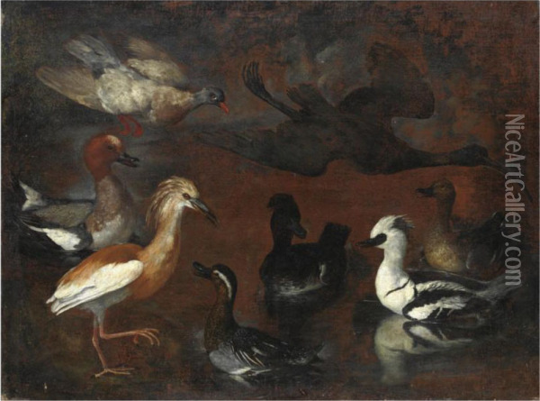 Studio Di Uccelli Oil Painting - Paolo Porpora