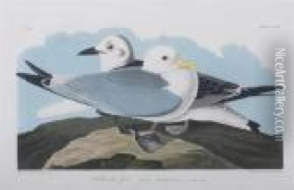 Kittiwake Gull Oil Painting - John James Audubon