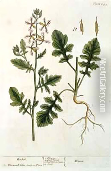 Rocket, plate 242 from 'A Curious Herbal' Oil Painting - Elizabeth Blackwell
