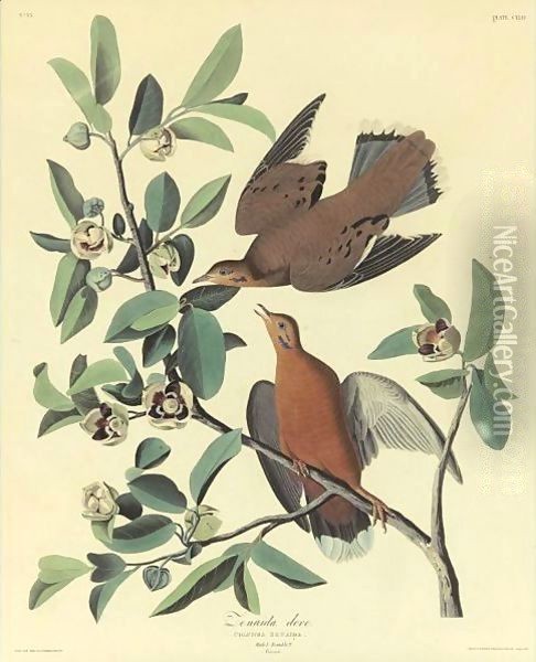 Zenaida Dove Oil Painting - John James Audubon