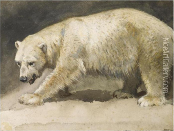 The Polar Bear Oil Painting - Archibald Thorburn