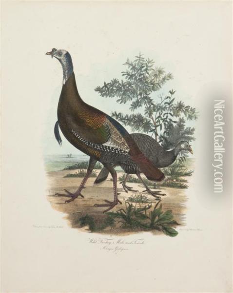 Wild Turkeys Oil Painting - Titian Ramsay Peale