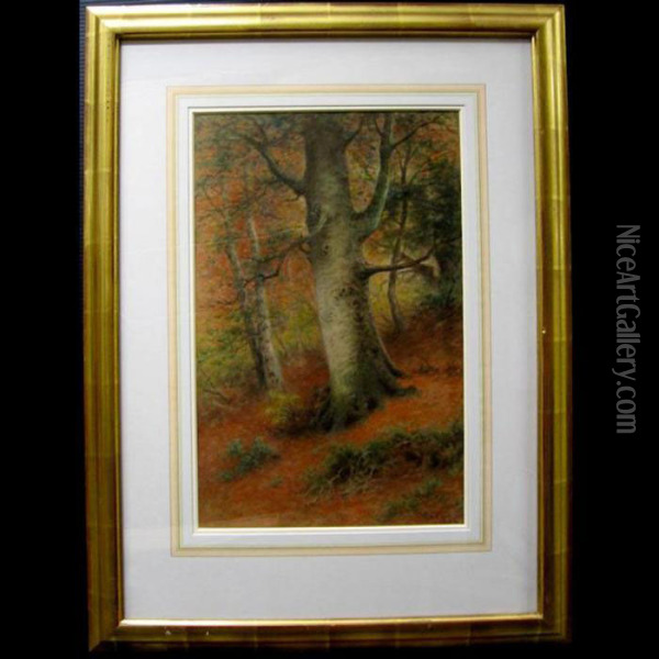 Woodland Study Oil Painting - Frederick Arthur Verner