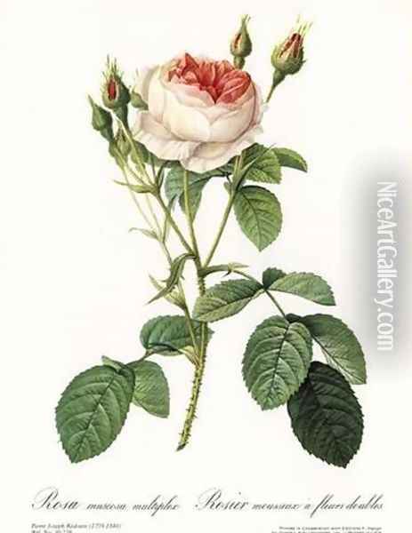Rose, Muscosa Multiple Oil Painting - Pierre-Joseph Redoute