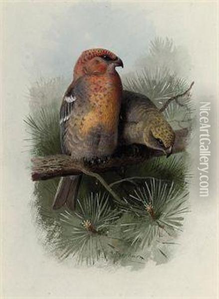 Pine-grosbeak Oil Painting - Archibald Thorburn