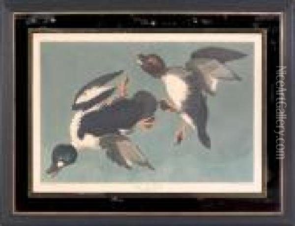 Duck Oil Painting - John James Audubon