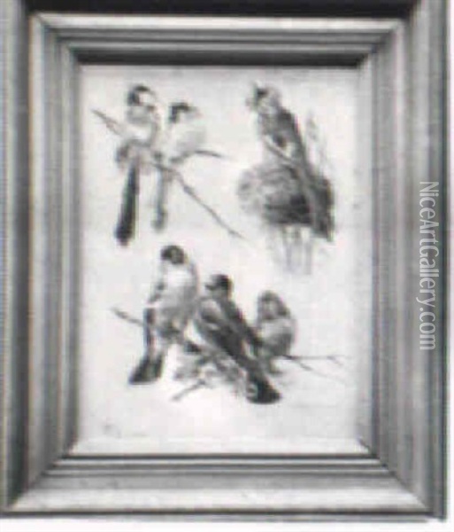 Study Of Birds Oil Painting - Fidelia Bridges