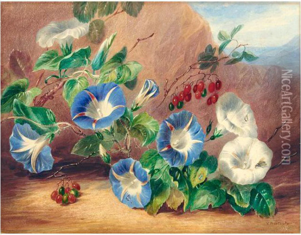 Still Life With Morning Glory (convolvulus) And Berries Oil Painting - Valentine Bartholomew