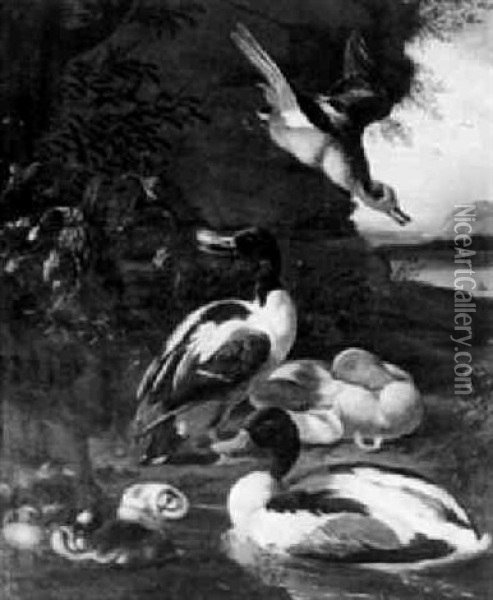 Wildentenfamilie Am Flussufer Oil Painting - Melchior de Hondecoeter