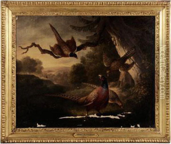 Pheasants In An Opening Oil Painting - James Barenger