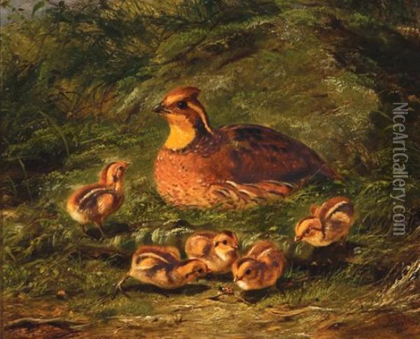''quail And Young' Oil Painting - Arthur Fitzwilliam Tait