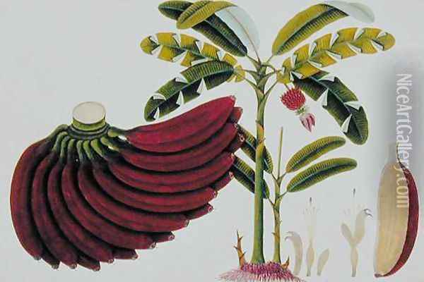Red Plantain, Pisang oodang, from 'Drawings of Plants from Malacca', c.1805-18 Oil Painting - Anonymous Artist