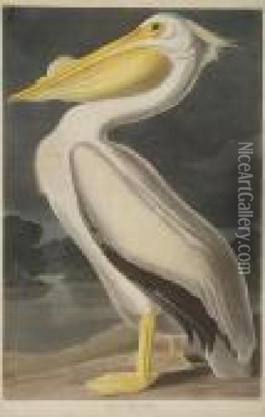 American White Pelican Oil Painting - John James Audubon