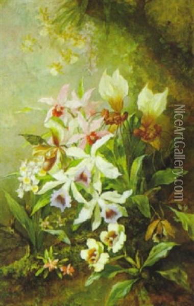 Orchideenstilleben Oil Painting - Franz Xaver Birkinger