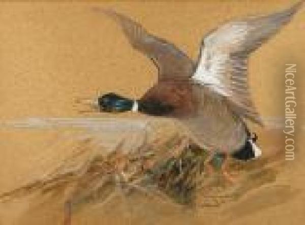 Mallard Drake In Flight Oil Painting - Charles Whymper