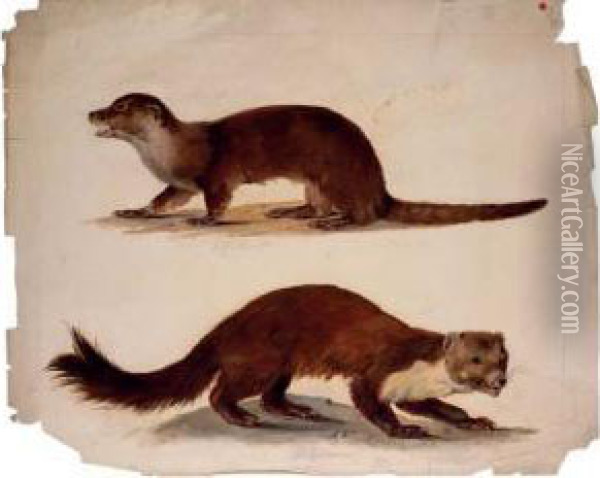 Study Of Two Weasels Oil Painting - August Von Pelzeln