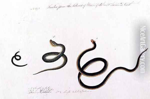 Snakes form the Island of Banca of the most venemous kind, from 'Drawings of Animals, Insects and Reptiles from Malacca', c.1805-18 Oil Painting - Anonymous Artist