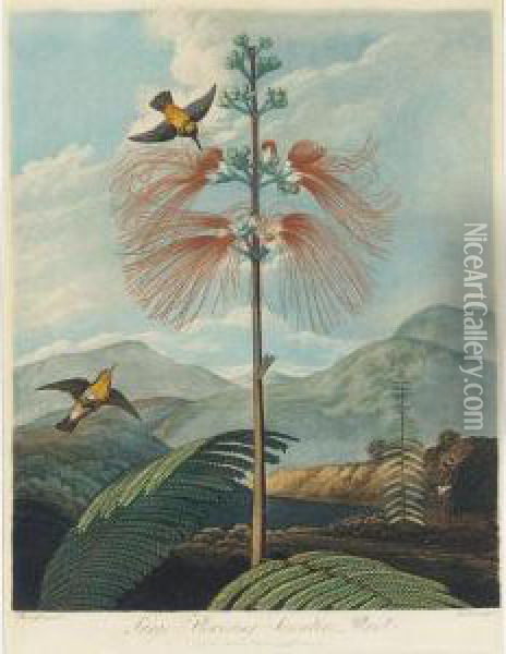 Temple Of Flora: Large Flowering Sensitive Plant Oil Painting - John Robert Wildman
