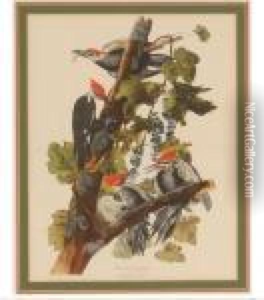 Pileated Woodpecker Oil Painting - John James Audubon