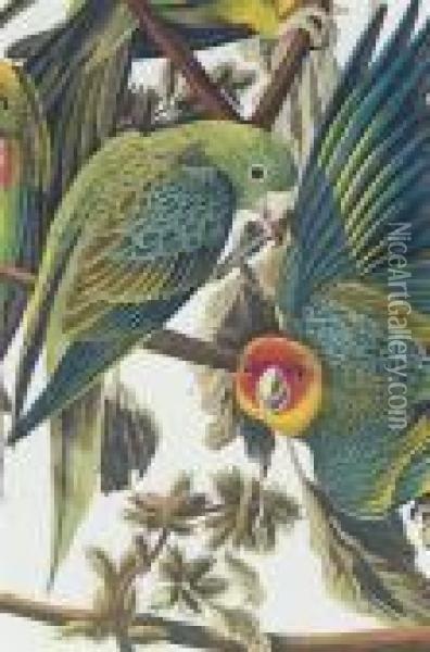Carolina Parrot. Oil Painting - John James Audubon