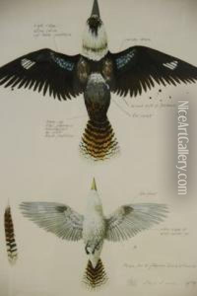 Plan For A Flying Kookaburra Oil Painting - Alexandre Auguste Rose