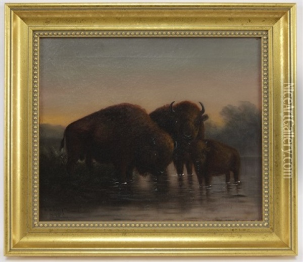 Buffalo Oil Painting - Astley David Middleton Cooper