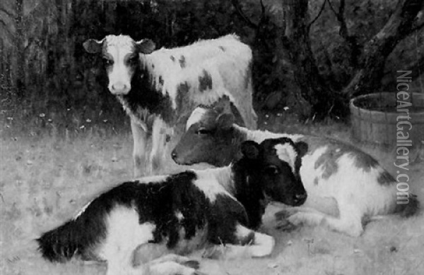 Calves Resting In A Spring Pasture Oil Painting - William Barr