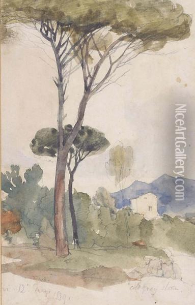 Cypress Trees Oil Painting - Edward Lear