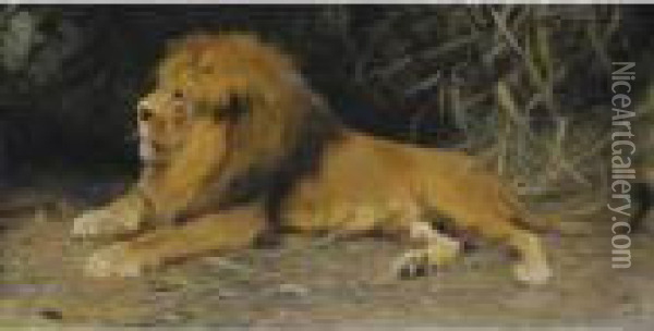 Lowe Im Versteck (lion In His Den) Oil Painting - Wilhelm Kuhnert