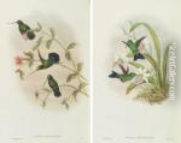 A Monograph Of The Trochilidae, Or Family Of Humming-birds Oil Painting - John H. Gould
