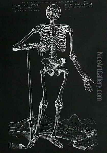 Human Skeleton 2 Oil Painting - Andreas Vesalius