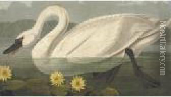 Common American Swan Oil Painting - John James Audubon