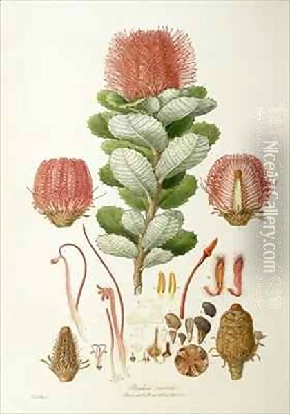 Banksia coccinea, from 'Illustrationes Florae Novaie Hollandiae' Oil Painting - Ferdinand Bauer