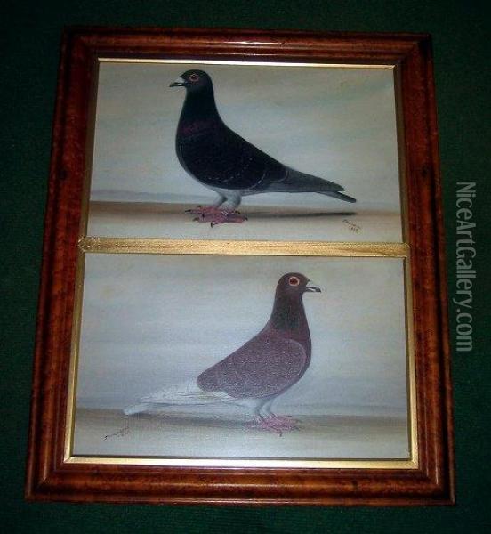 Study Of Two Racing Pigeons Oil Painting - Tom Browne