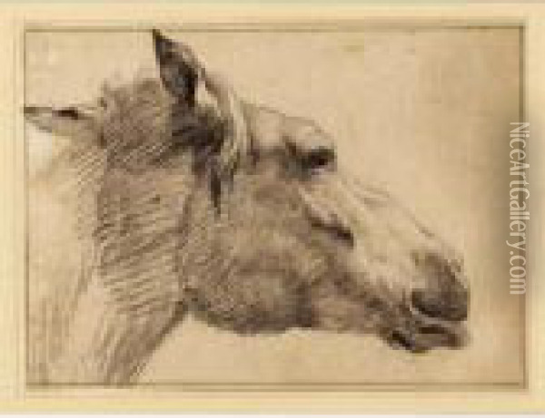 Study Of The Head Of A Horse Oil Painting - Adrian Van De Velde
