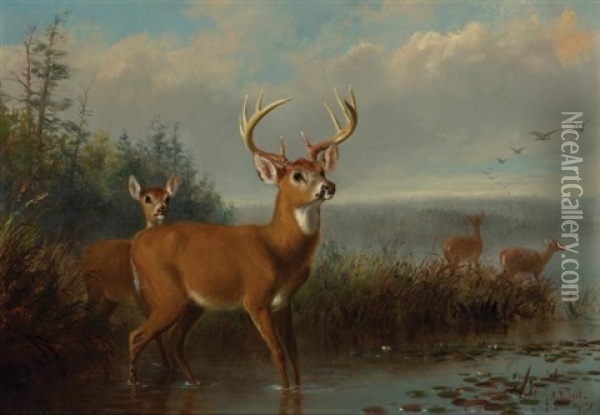 Deer At Water's Edge Oil Painting - Arthur Fitzwilliam Tait