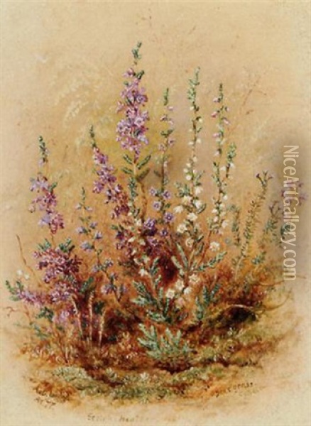 Scotch Heather And Deer Grass Oil Painting - Albert Durer Lucas