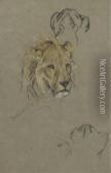 Study Of A Lioness Oil Painting - Arthur Wardle