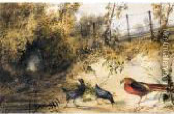 A Golden Pheasant And Moorhens Oil Painting - Newton Fielding