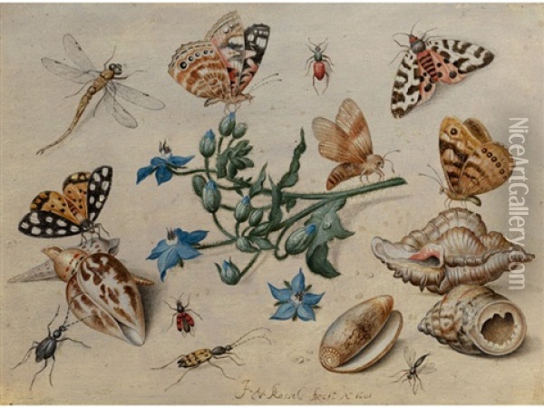 Schmetterlinge, Muscheln, Insekten Und Blutenzweig Oil Painting - Jan van Kessel the Elder