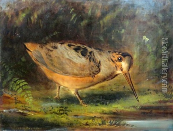 Woodcock Oil Painting - Wakeman Holberton