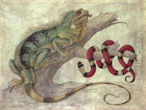 An Iguana (iguana Iguana) And A Coral Snake (elapidae Micrurus) On A Tree Stump Oil Painting - Maria Sibylla Merian