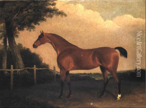 A Light Bay Hunter In A Wooded Landscape Oil Painting - Edwin Cooper
