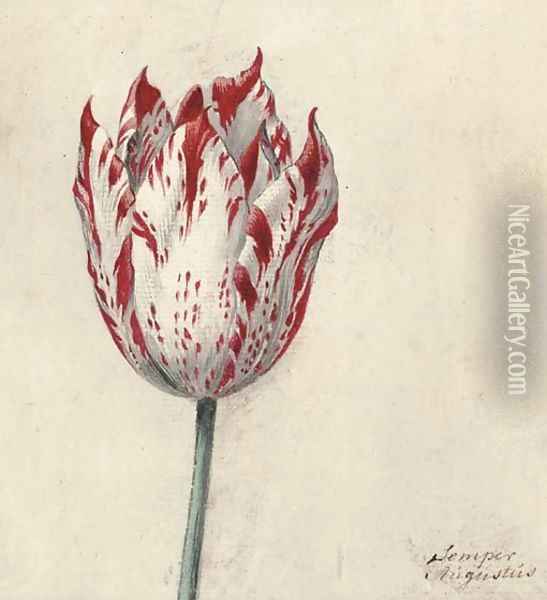 Study of a tulip Oil Painting - Dutch School