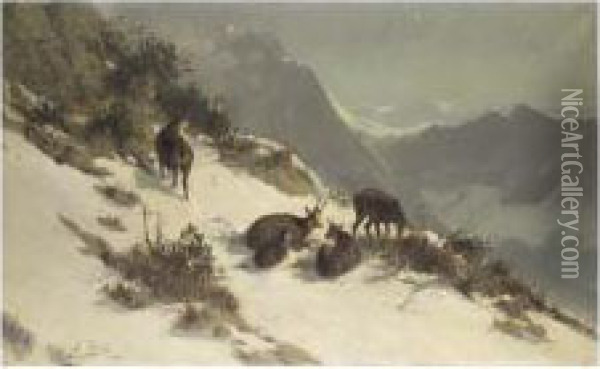 Chamois Grazing In The Snow Oil Painting - Arthur Thiele