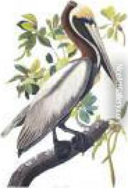 Brown Pelican Oil Painting - John James Audubon
